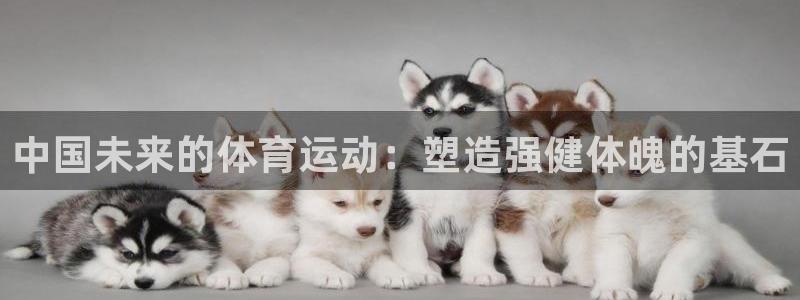 双赢平台体育和杏耀是哪个公司的