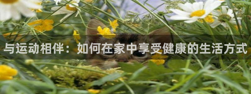 双赢平台5