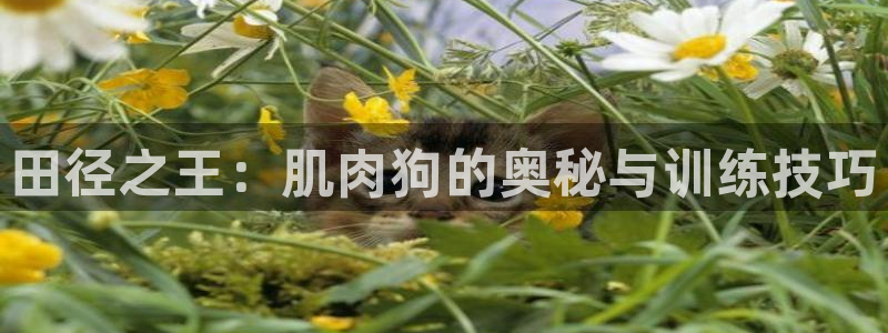 意昂4开户