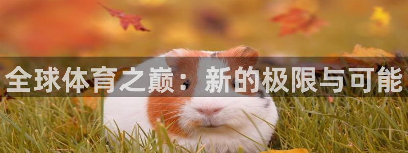 双赢平台5